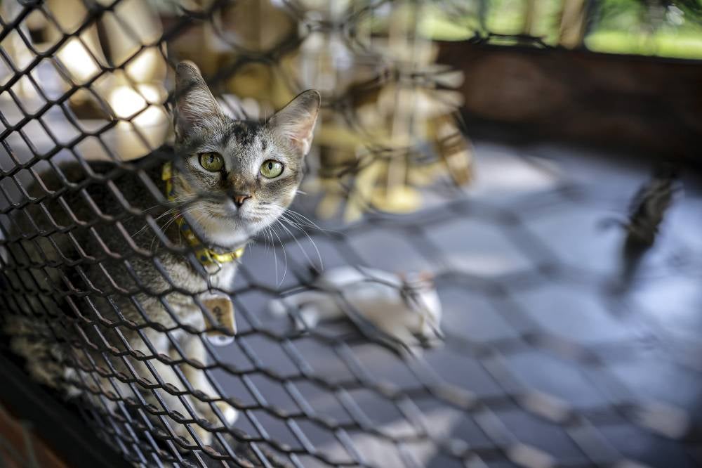 The park can accommodate up to 300 cats at a time but currently, it has only about 30 cats. - Photo by Bernama