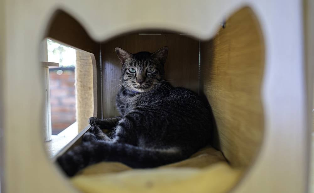 Cyberjaya Cat Park offers forever homes - Photo by Bernama