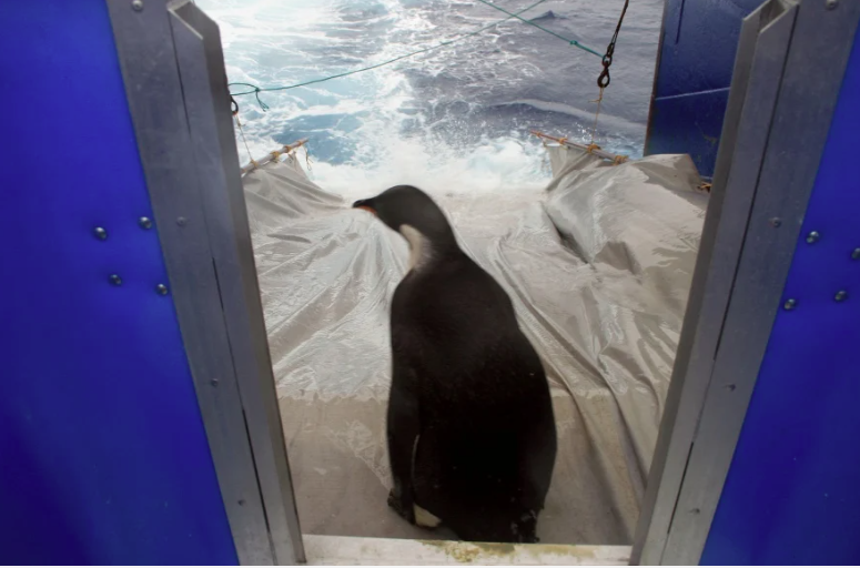 An emperor penguin nicknamed "Happy Feet". - File photo by AFP/WELLINGTON ZOO