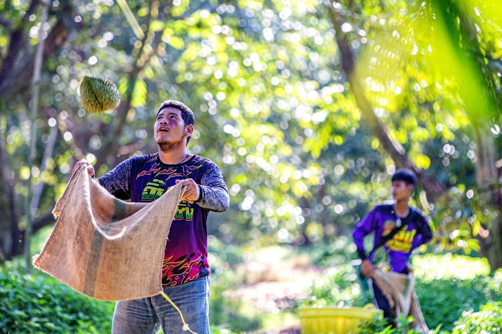 A worker harvests durians in a durian orchard in Chanthaburi, Thailand, April 26, 2024. - Photo by Xinhua