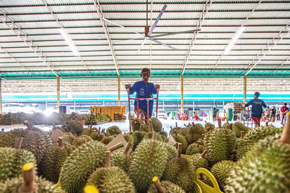 Workers transport durians at a processing factory in Chanthaburi, Thailand, April 26, 2024. - Photo by Xinhua