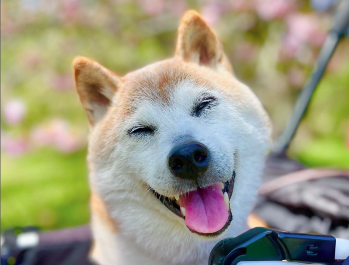 Kabosu. Photo: Instagram