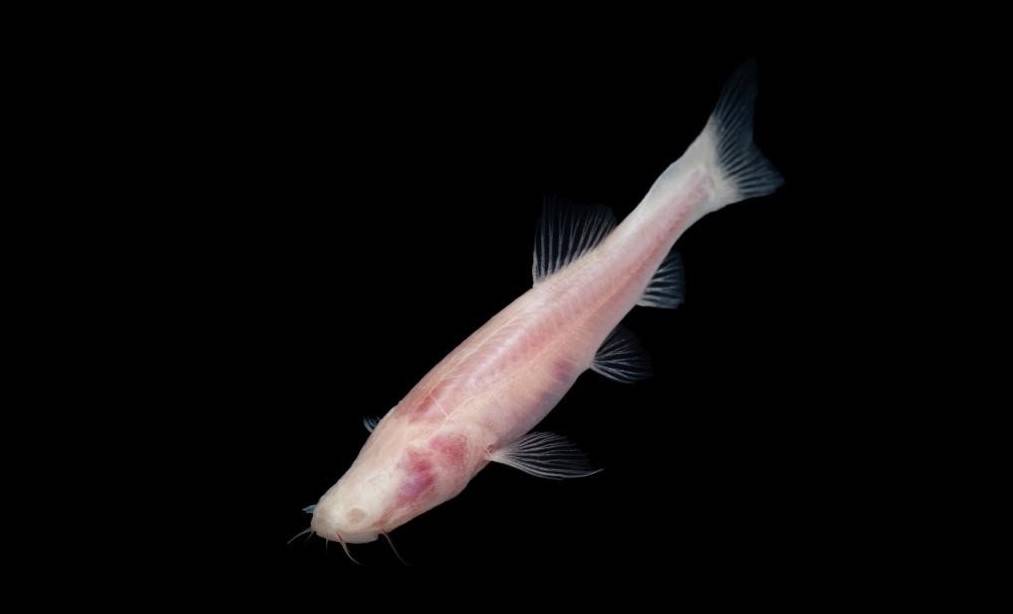 A cavefish, Karstsinnectes longzhouensis, in Chongzuo City, south China's Guangxi Zhuang Autonomous Region. Photo by XInhua