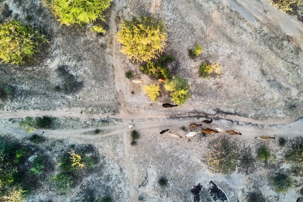 This aerial view shows cattle feeding on shrubs in a barren field in Matobo, Matabeleland, on May 17, 2024. - Photo by AFP