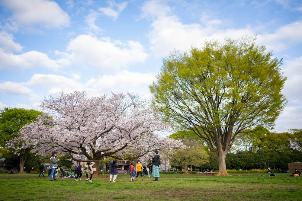 Mothers and children play beside a cherry blossom tree at a park in Tokyo on March 28, 2023. - (Photo by YUICHI YAMAZAKI / AFP)