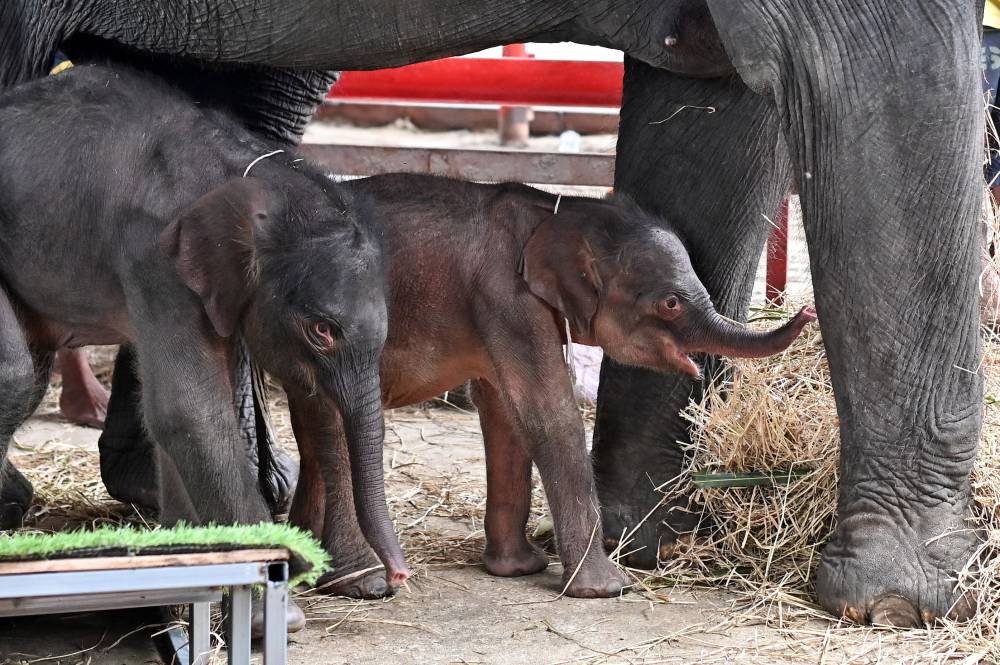 Newborn elephant twins, a female (right) and a male (left), stand next to their mother Jamjuree at the Ayutthaya Elephant Palace and Royal Kraal in Ayutthaya. Photo by Manan Vatsyayana/AFP