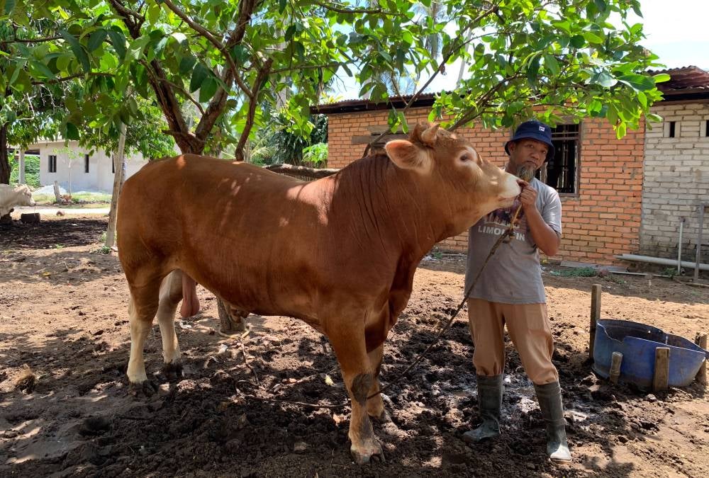 Noraimi said the gigantic cattle were not just being sought after for their size, but also for the fact that, once cooked, the meat tasted better and more tender compared to normal-size local cattle. Photo by Bernama