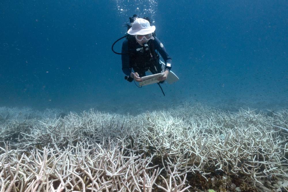 14-year-old Nannalin "Fleur" Pornprasertsom surveying bleached corals during her coral conservation and citizen science course at Black Turtle Dive around Koh Tao island in the southern Thai province of Surat Thani. Photo by Lillian Suwanrumpha/AFP