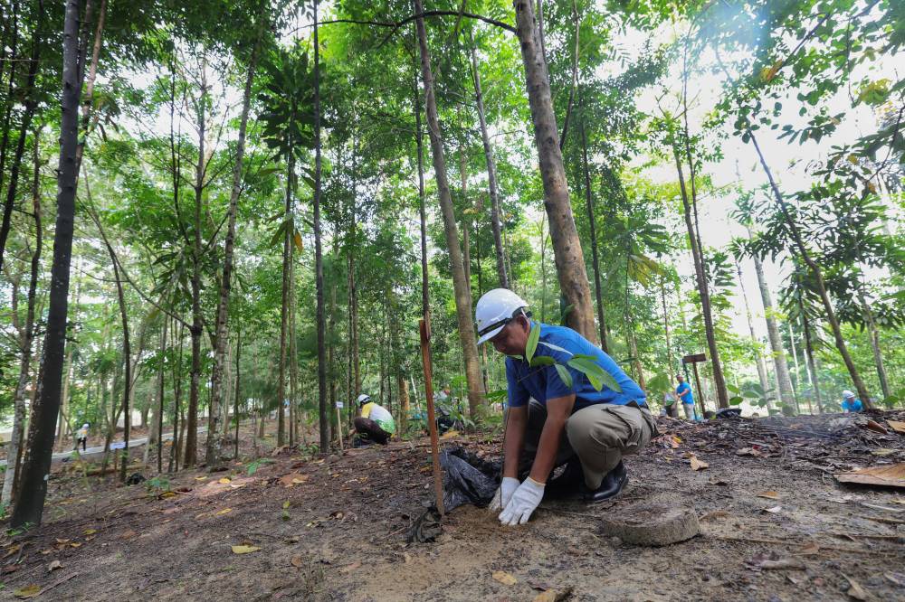 Among the tree species planted are Dipterocarp, Merbau, Belian, Seraya, Gaharu, Selangan Batu, Gagil, Jelutong, Eucalyptus, Ketapang, Bayur, Pulai, Medang, Ramin, Laran, Durian, Terap, and Bambangan. - Photo by Bernama