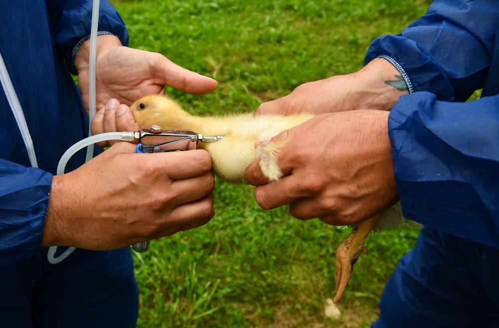 A duckling is vaccinated with Volvac vaccine against Influenza in a breeding in Renung, southwestern France, on July 1, 2024. (Photo by AFP)