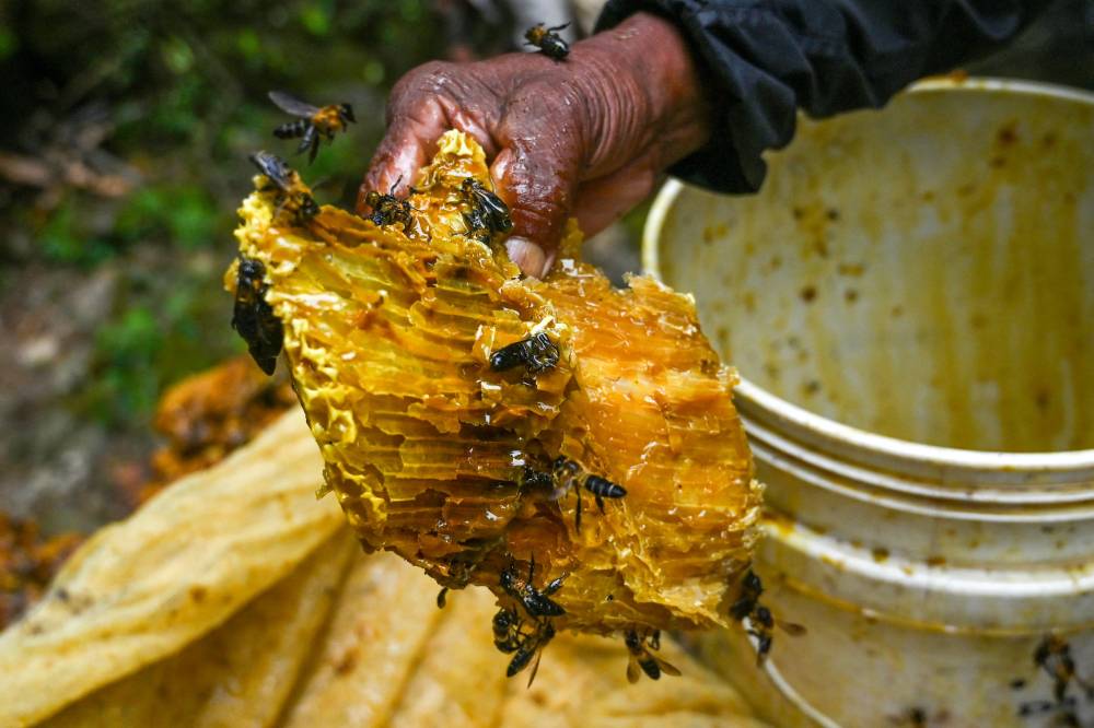 A honey hunter of Gurung ethnic community harvests honeycomb at a cliff in Lamjung district of Nepal. Photo by Prakash Mathema/AFP