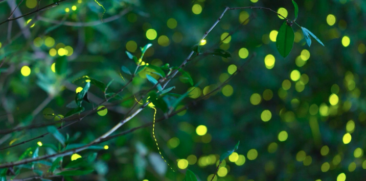 Photo: IUCN SSC Firefly Specialist Group