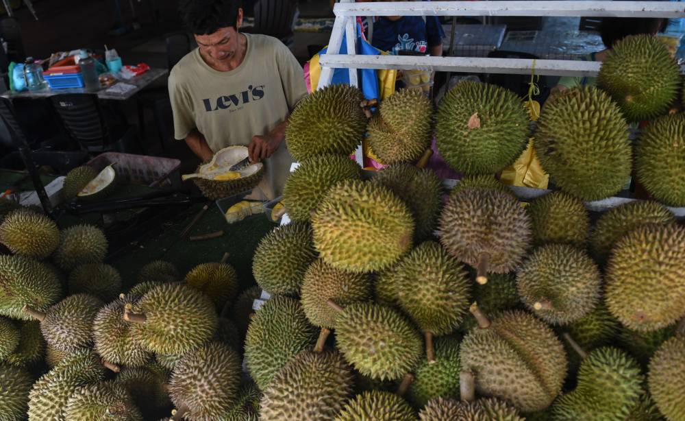 The durian season here is also celebrated like a festival where dozens of stalls line the roads, bustling with eager crowds vying for the freshest durians straight from the nearby villages. Photo by Bernama
