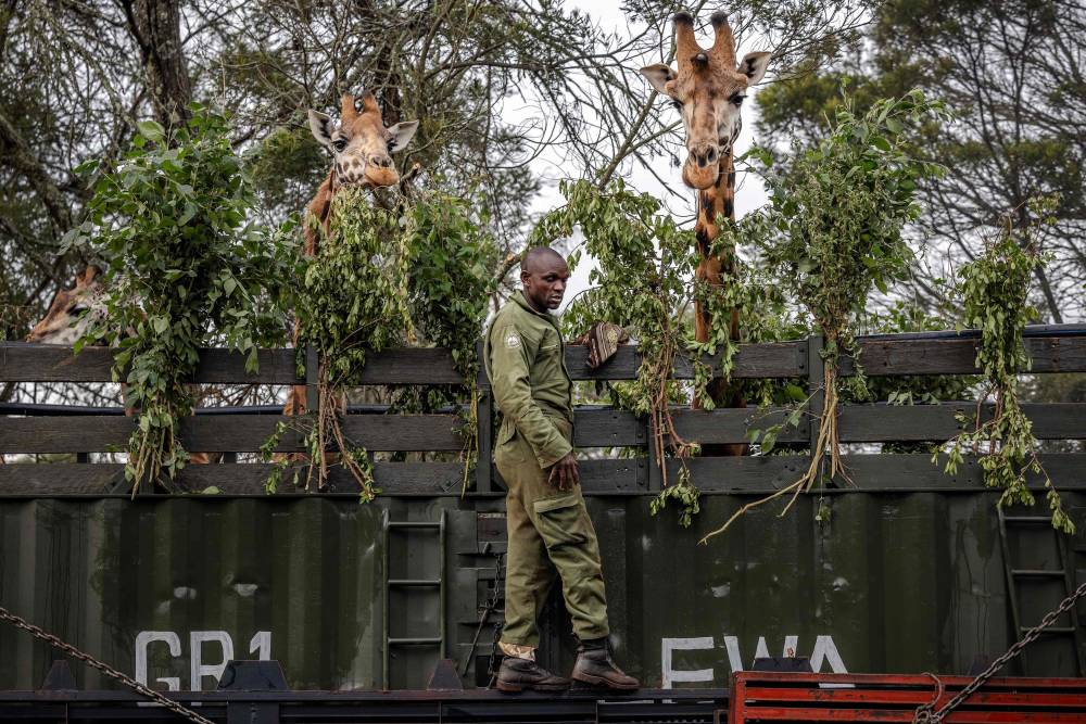 A member of the KWS places leaves and branches as feed on a truck containing several giraffes during a translocation exercise for wild giraffes in a farm near Eldoret. Photo by Luis Tato/AFP