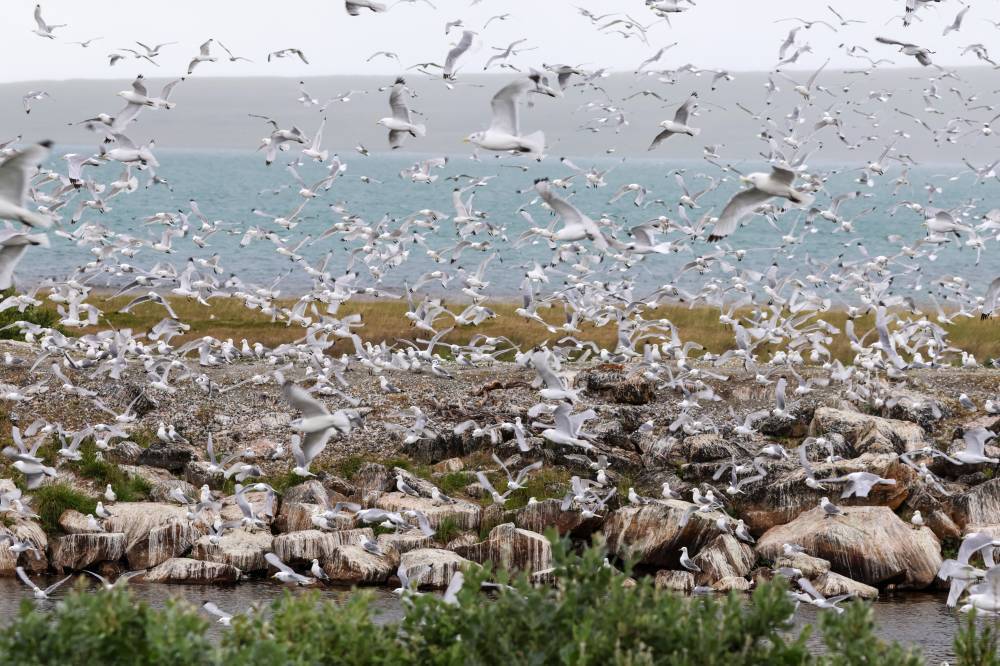 Birds fly collected along the coast in the Vadso municipality of Finnmark in Norway following a major outbreak of bird flu on July 20, 2023. - File photo by AFP