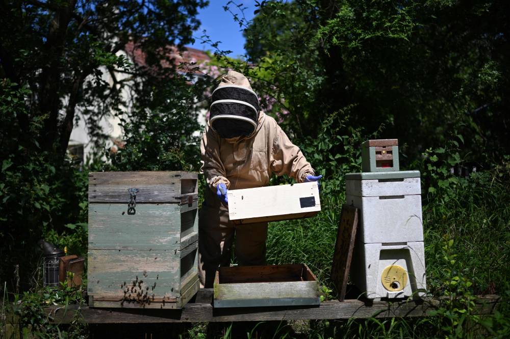 Beekeeper Lynne tends to a bee hive at Westley Cottage in East Huntspill, Somerset. Photo by Justin Tallis/AFP
