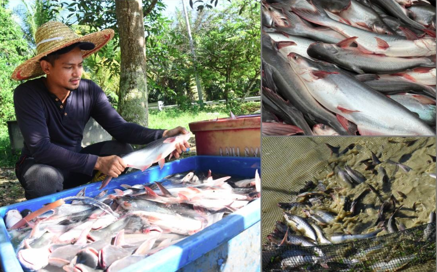 Yusairy, a former TV news producer, is determined to change the public perception towards pool reared patin through his own brand, Angah Livestock, which he set up in 2008. - Photos courtesy of Yusairy Yusof