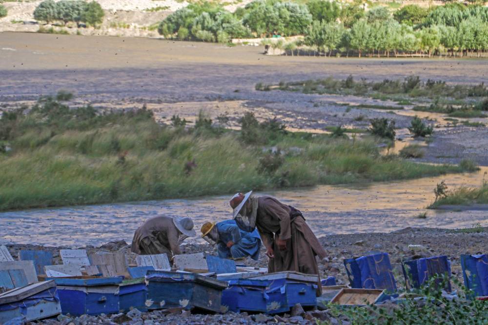 Afghan beekeepers tend to honeybees on the outskirts of Faizabad in Badakhshan province on August 6, 2024. (Photo by AFP)