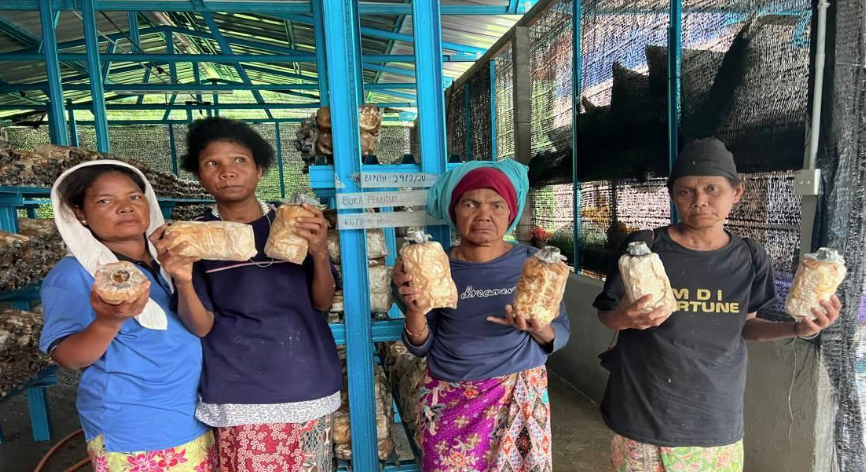 Grey oyster mushrooms are in big demand from the local community and outside the village, and are also sent to Gua Musang town, Bertam and Dabong. - Photo by Bernama