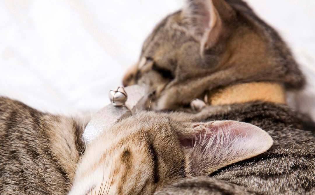 Selecting a fully-grown, healthy breeding pair with strong pedigrees is crucial for maintaining breed standards and minimising genetic issues. Image for illustrative purposes only. - 123RF