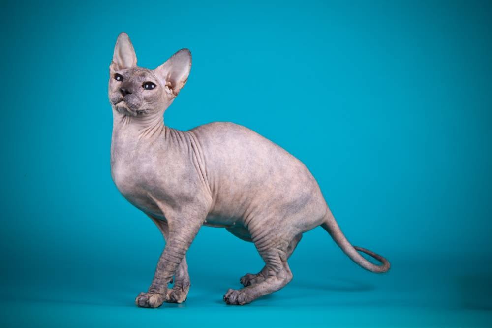 Sphynx - Photo by 123RF