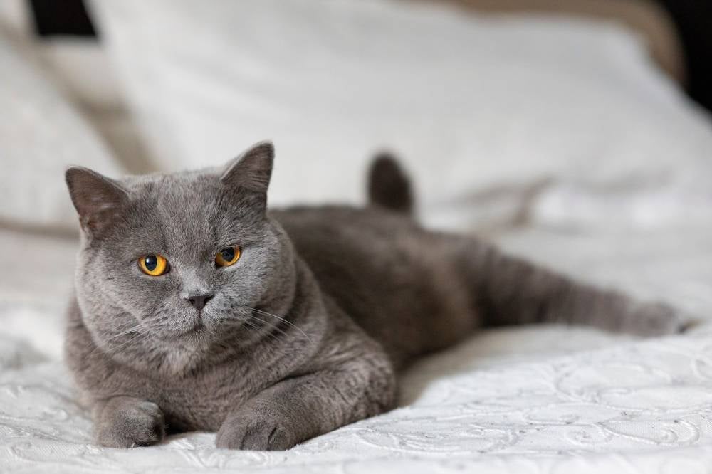 British Shorthair - Photo by 123RF
