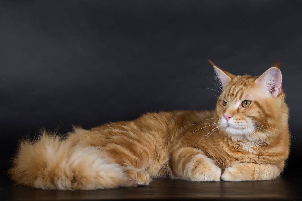 Maine Coon on a black background, a huge bright cat, studio photo. - Photo by 123RF