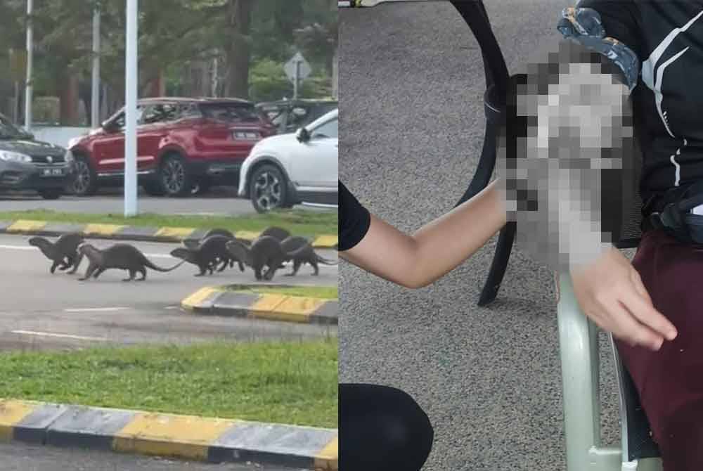 Initial investigations revealed that the otters had entered the park to search for food in a nearby pond. - Screengrab obtained from social media