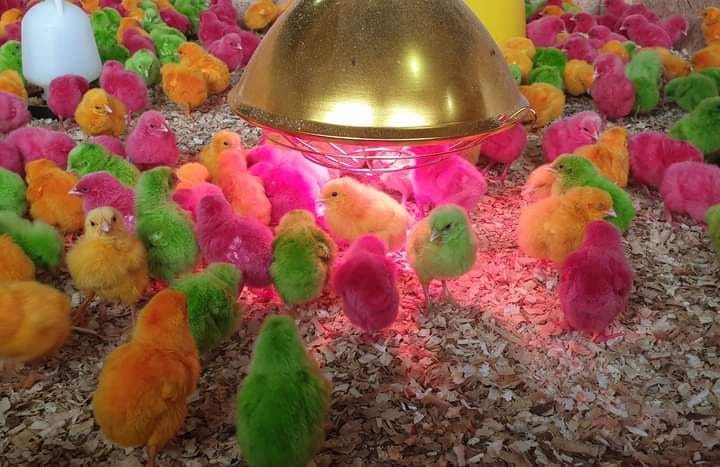 A viral video on TikTok claiming that the were openly mistreated at the MAHA 2024 exhibition. Photo: Facebook