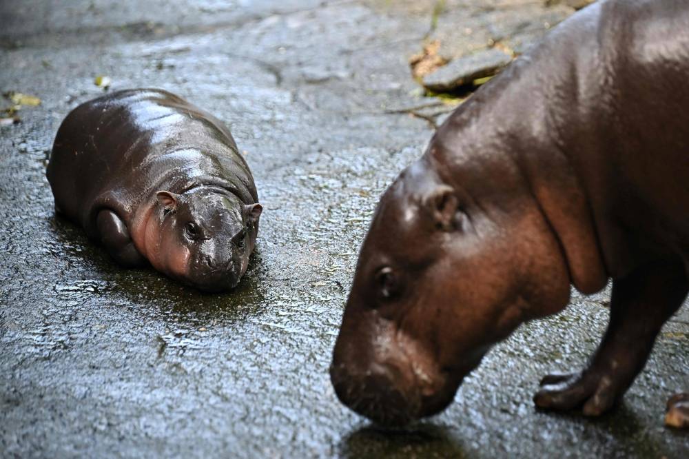 Moo Deng, a two-month-old female pygmy hippo who has recently become a viral internet sensation, rests at Khao Kheow Open Zoo in Chonburi province. Photo by Lillian Suwanrumpha/AFP