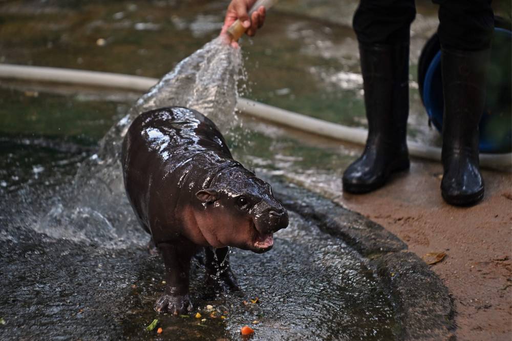 Moo Deng, a two-month-old female pygmy hippo who has recently become a viral internet sensation, is showered by a zookeeper at Khao Kheow Open Zoo in Chonburi province. Photo by Lillian Suwanrumpha/AFP
