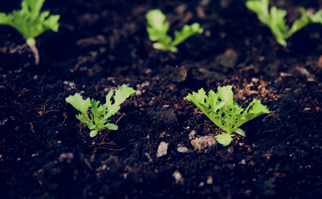 Technological advancements, particularly the integration of Internet of Things (IoT) systems, have transformed farming into a more efficient and profitable enterprise. - 123RF