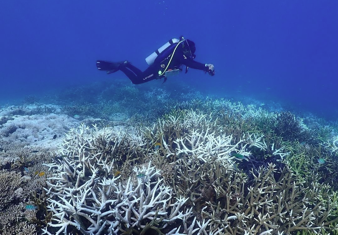 Coral bleaching spotted in Pulau Pemanggil in Mersing. Photo: Reef Check Malaysia