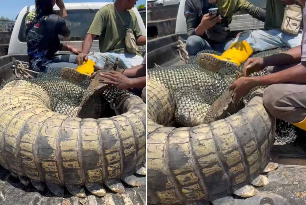 Two viral videos lasting 37 and 22 seconds showed the crocodile being loaded into a four-wheel drive vehicle, believed to have been taken from a river in Tuaran. - Screengrab obtained from videos from social media