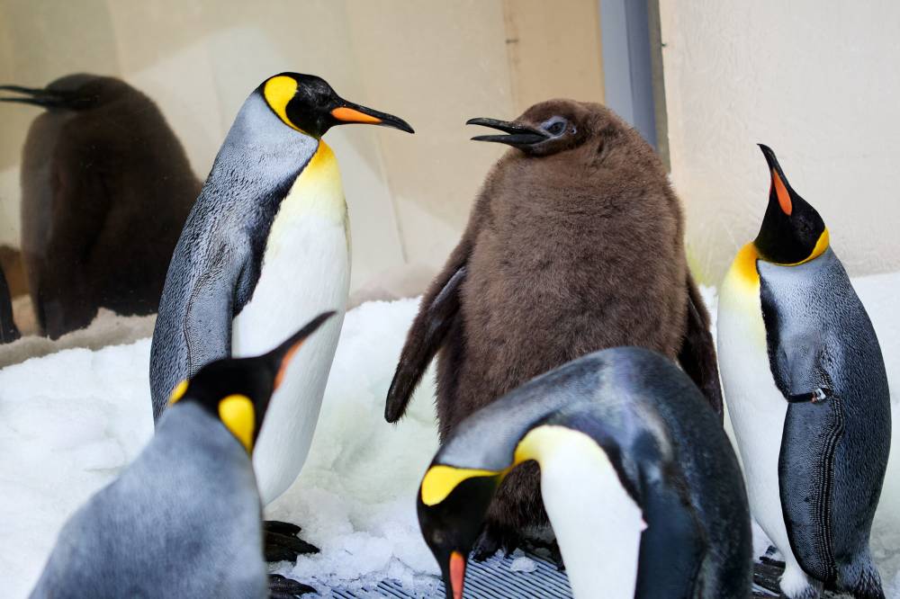 Pesto, a nine-month-old penguin chick, in Melbourne. Pesto, a fluffy brown furball, has shot to fame for his massive weight of 22.5 kilogrammes. Photo by Handout/Sea Life Melbourne/AFP 
