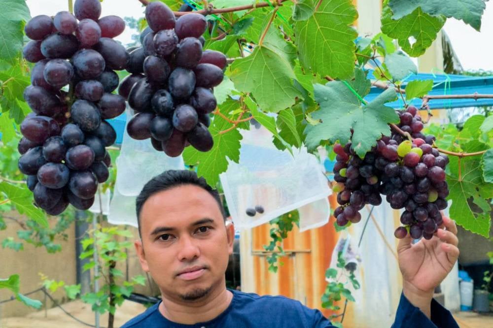 Wan Yusoff has now planted over 100 grape vines that yield a total harvest of approximately 30 kilogrammes, with each bunch weighing between 500 to 700 grammes, in his 0.4-hectare orchard in Kampung Belukar here. - Photo by Bernama