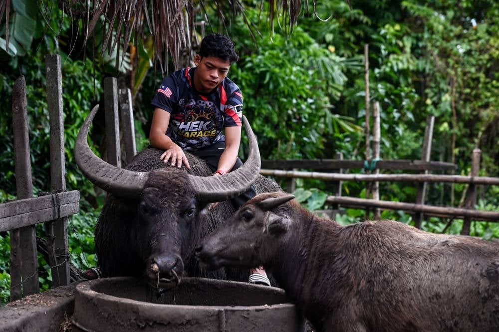 Syukur with his pet buffalo. Photo by Bernama