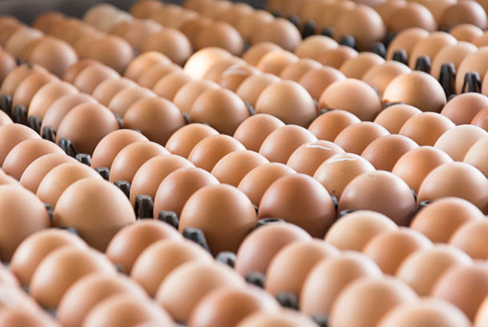 The government is advised to consider a more flexible or targeted price control mechanism for chicken eggs before taking steps to completely remove the subsidy for this essential commodity. Photo for illustrative purposes only - 123RF