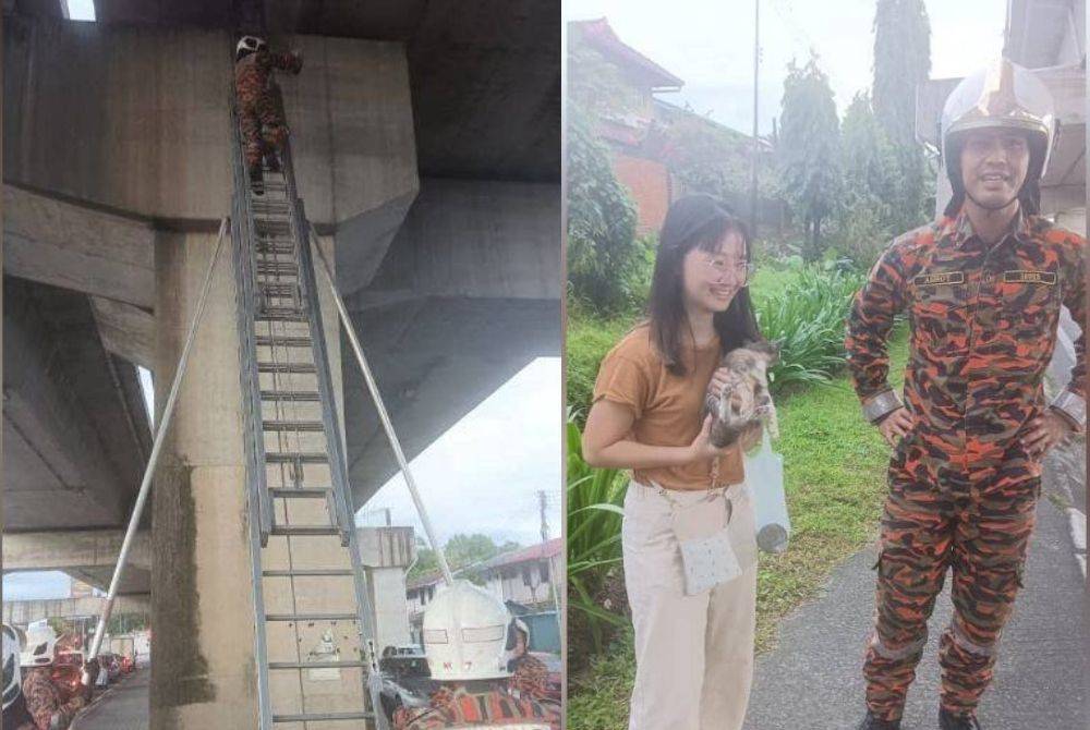 Firefighters use a ladder to rescue a cat under the Luyang flyover, Kota Kinabalu and the cat was given to a member of the public who wanted to keep it as pet.