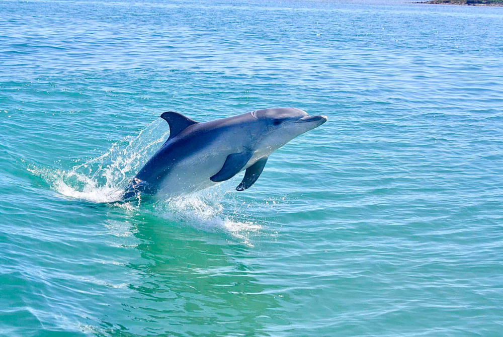 Take a cruise to see dolphins up close in Mandurah.