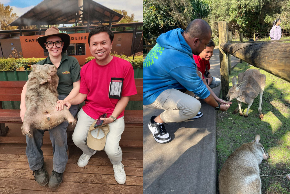 Getting up close with the wombats at Caversham wildlife park. 