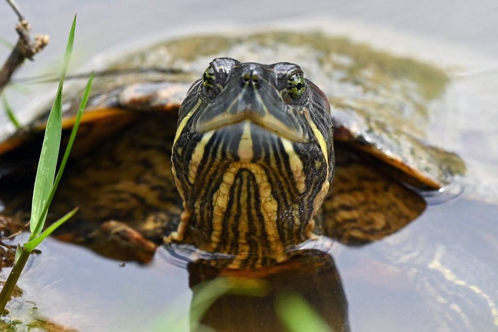 A terrapin peers out of the water in a pond. Photo for illustrative purposes only. AFP FILE PIX