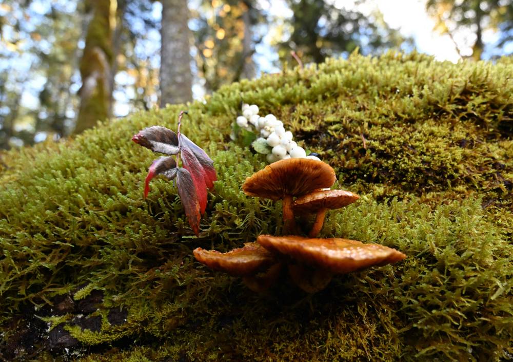 A mushroom from the genus Pholiota grows in moss on a dead tree spotted during a biodiversity survey near Port Angeles, Washington, on October 17, 2024. - Photo by AFP