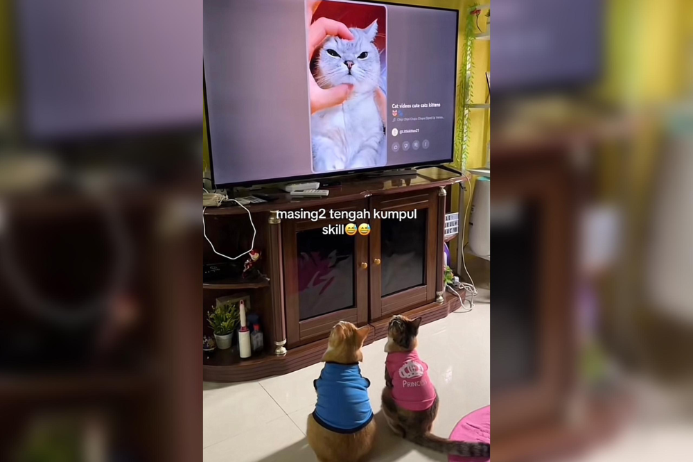 The same cats watching a cats compilation video on Sept 6.