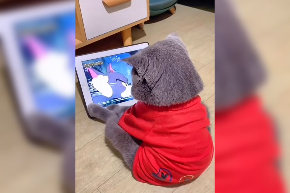 @catsddra on TikTok.