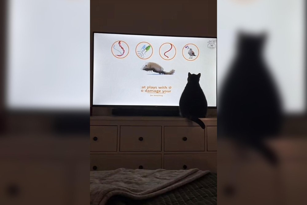 @lora_theexplorer on TikTok.