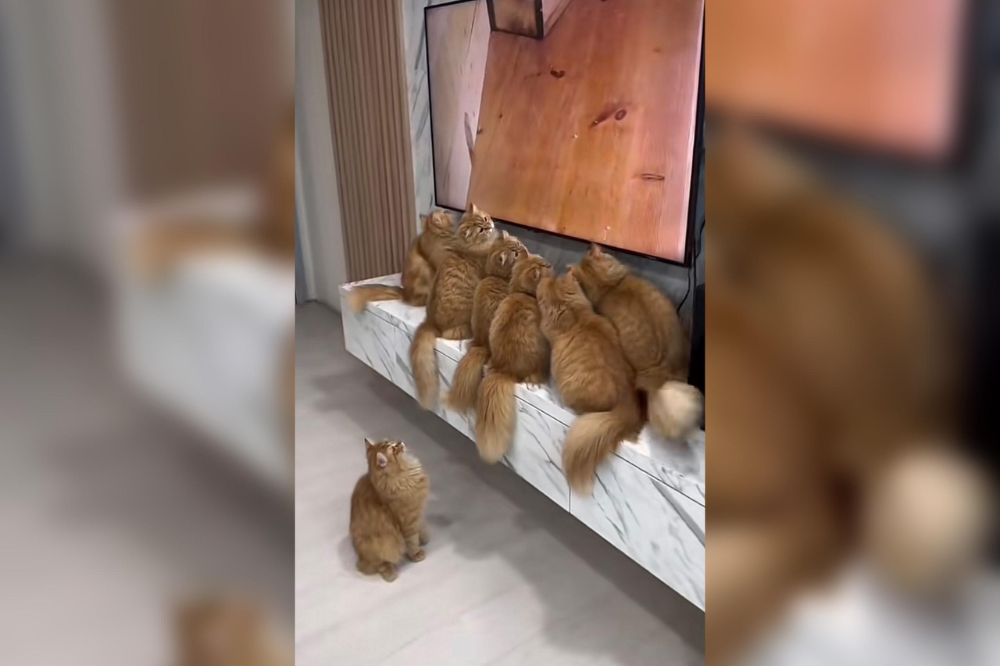 @viraltmo on TikTok.