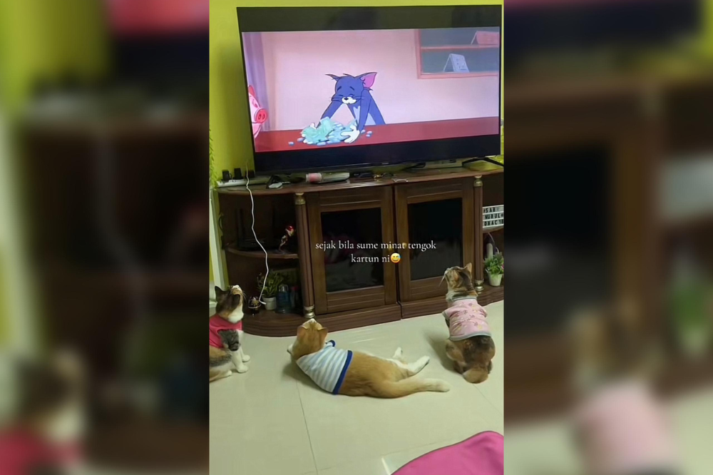These adorable cats were caught enjoying a classic episode of Tom & Jerry. - Photo courtesy of @pinkgothmafia/TikTok