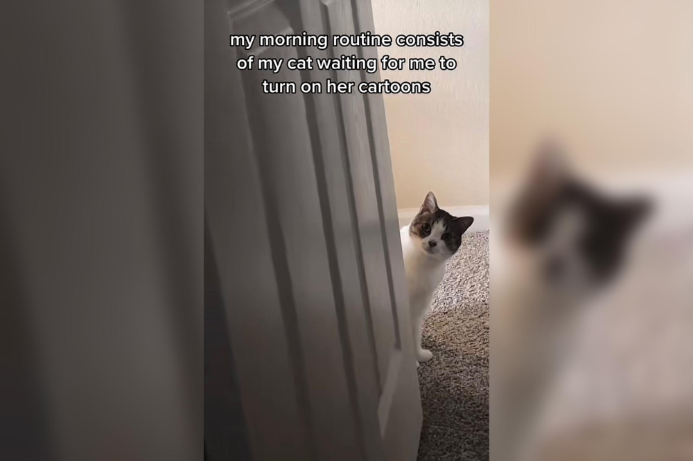 @ellawatchestv on TikTok.