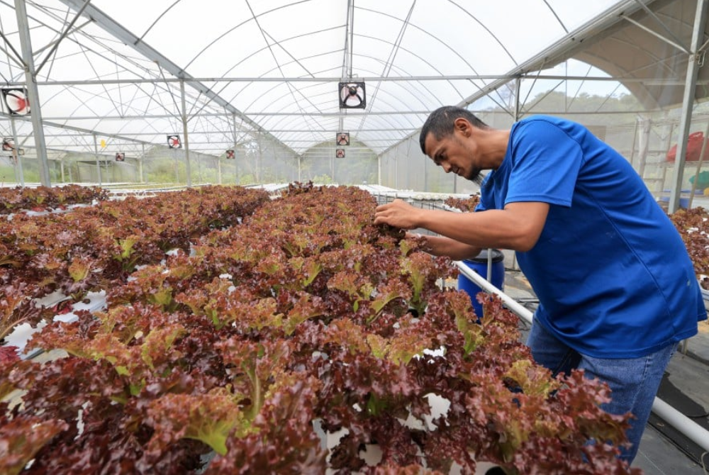 Izuddin Mastuki revealed that his life has completely transformed, from being lost and feeling excluded from society to becoming a farmer at the smart farm, working alongside 13 others with similar backgrounds. — BERNAMA
